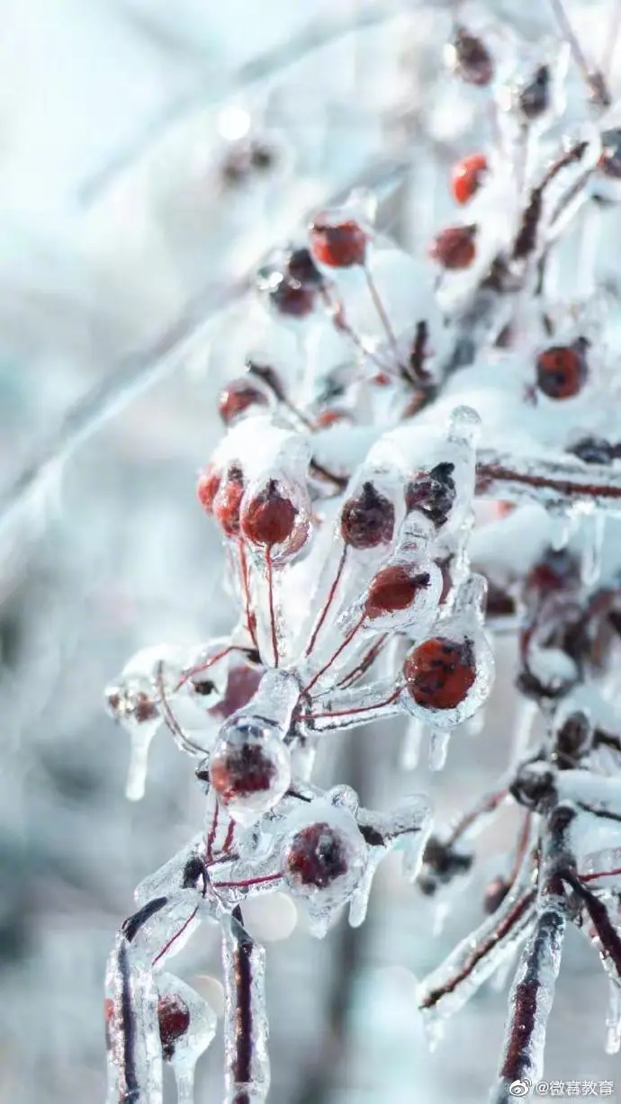 大雪节气，教育小微带你校园赏“花”