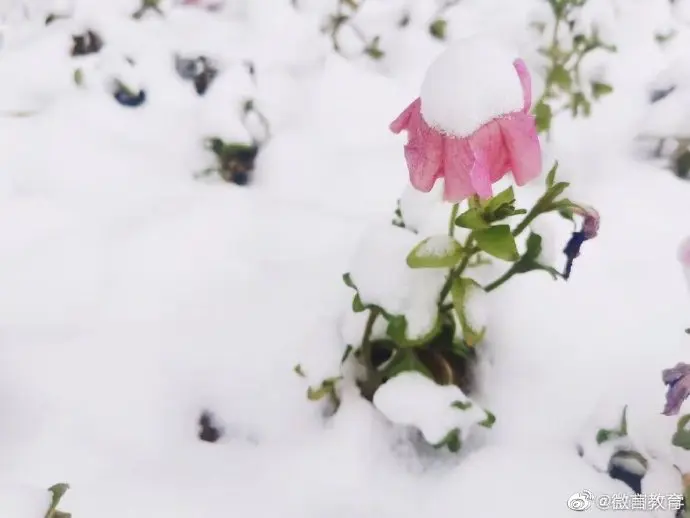 大雪节气，教育小微带你校园赏“花”