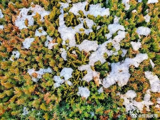 大雪节气，教育小微带你校园赏“花”