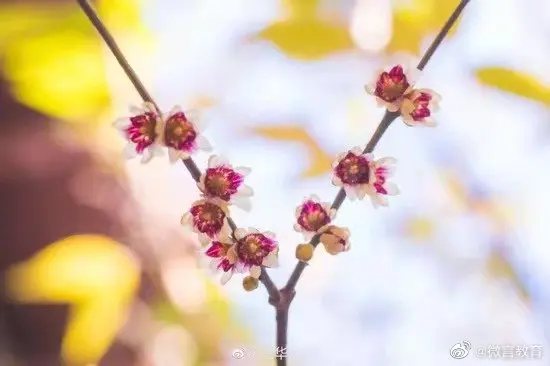 大雪节气，教育小微带你校园赏“花”