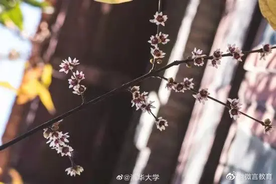 大雪节气，教育小微带你校园赏“花”