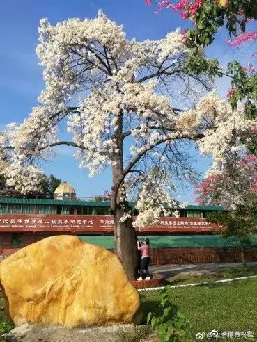 大雪节气，教育小微带你校园赏“花”