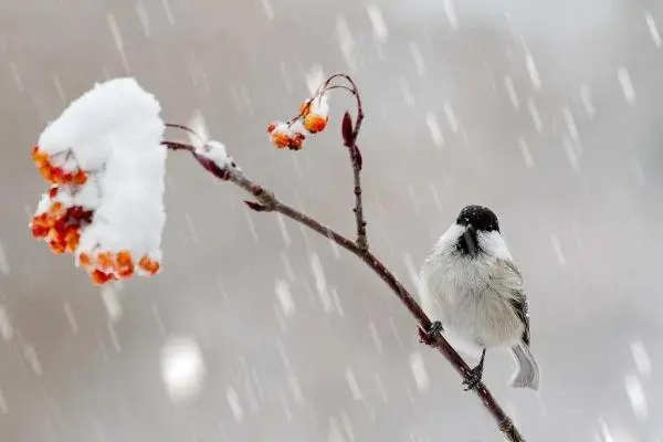 大雪天益冷，岁寒有清欢