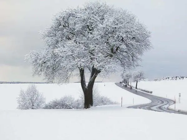 大雪天益冷，岁寒有清欢