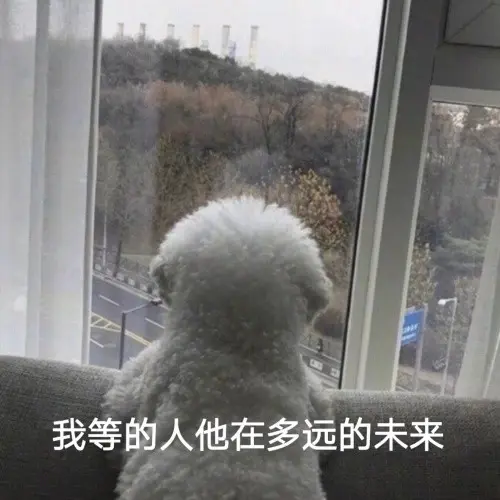 可爱文案：生死有命，胖瘦在天