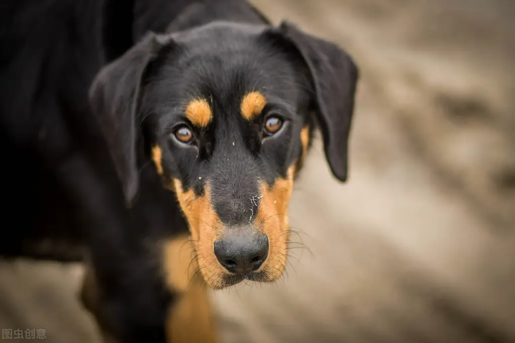 为何有“犬不八年”的说法？男主人占了狗休息的位置，被狗咬死了