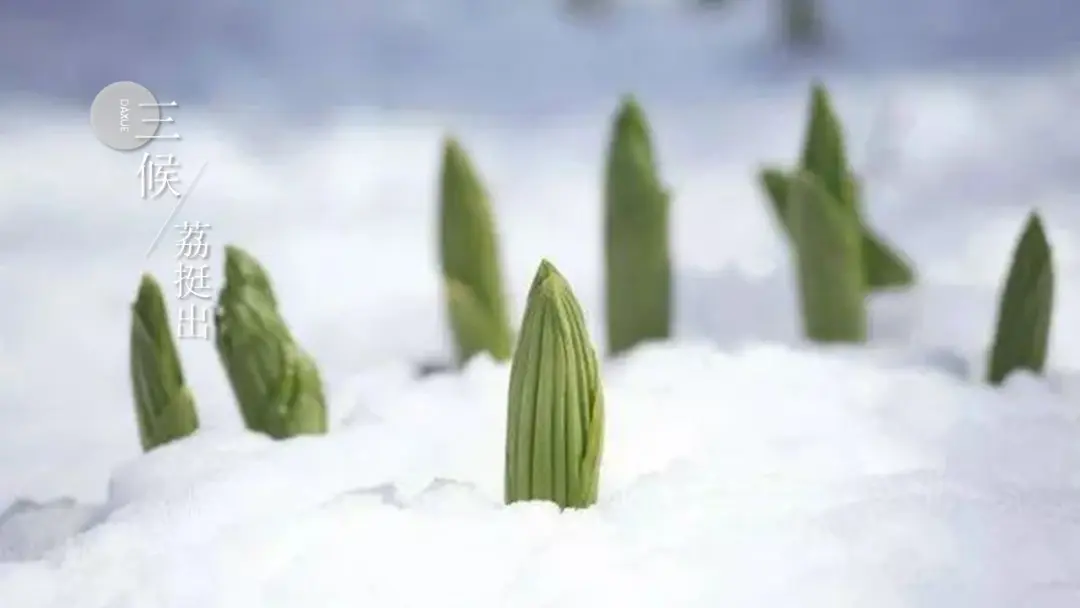 大雪至，寒冬始『二十四节气』