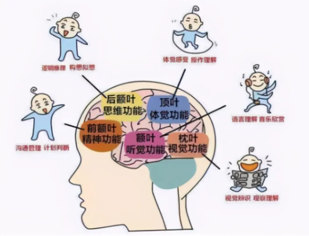 哈佛研究：孩子一生有3次机会“变聪明”，建议家长为他抓住一次