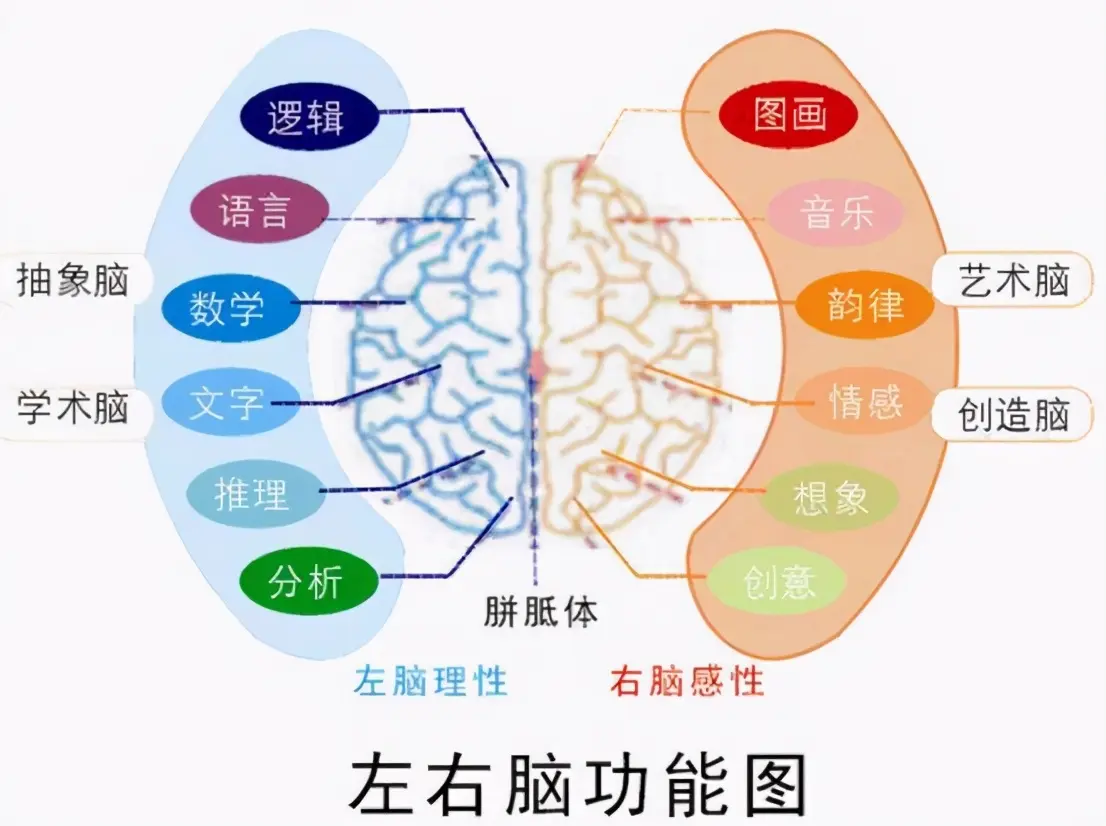 哈佛研究：孩子一生有3次机会“变聪明”，建议家长为他抓住一次