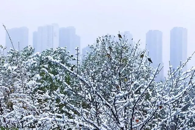 雪落倾城！最是心动的感觉