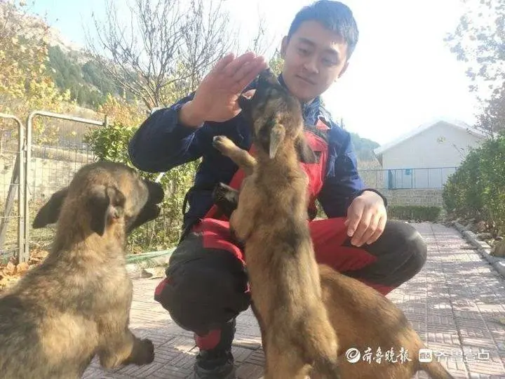 小鼓小球小圈圈，搜救犬幼犬炼成记