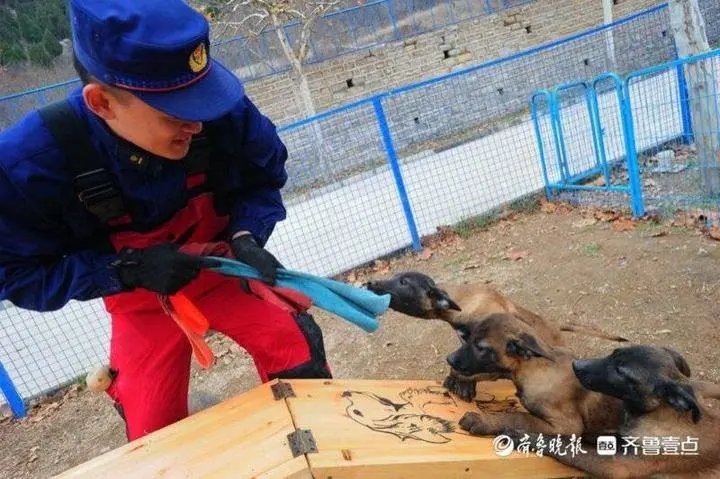 小鼓小球小圈圈，搜救犬幼犬炼成记