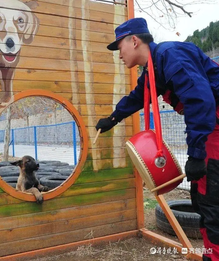 小鼓小球小圈圈，搜救犬幼犬炼成记