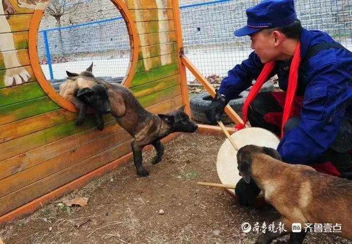 小鼓小球小圈圈，搜救犬幼犬炼成记