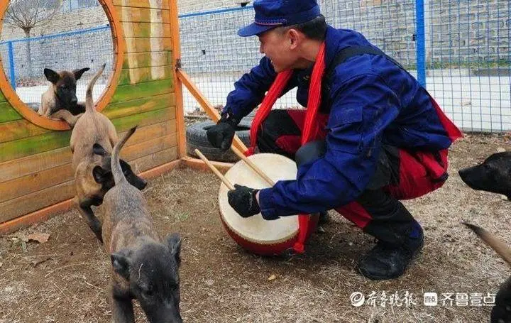 小鼓小球小圈圈，搜救犬幼犬炼成记