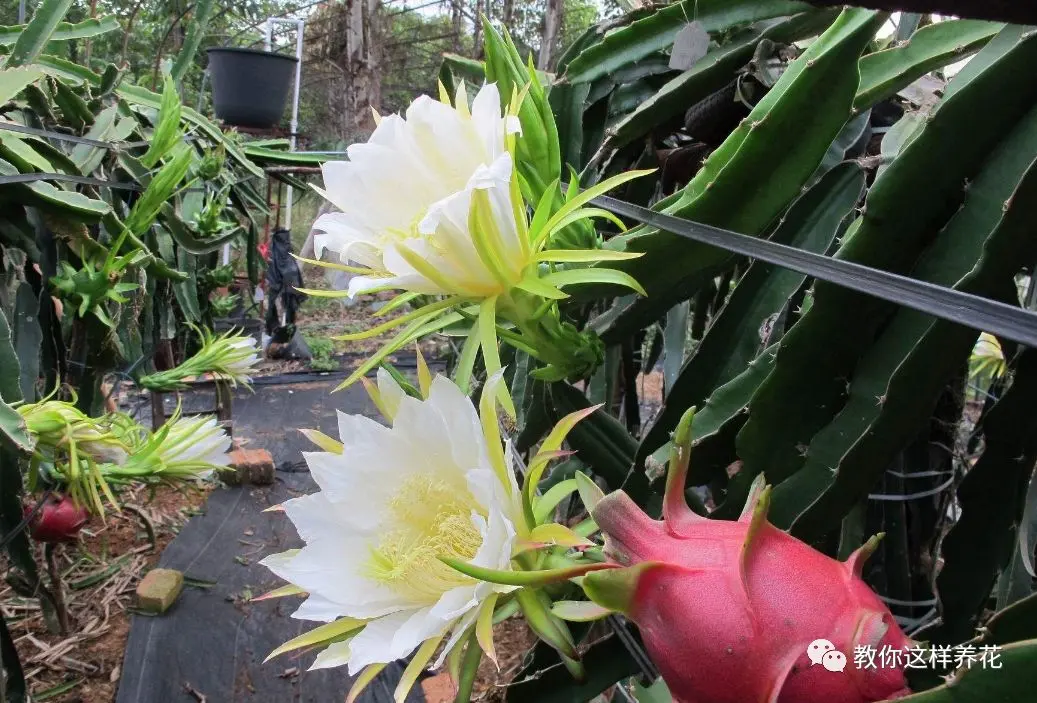 火龙果挖1勺扔盆里，7天发芽长成盆栽，花开像昙花！