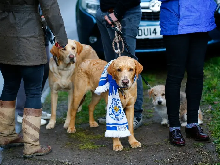 外媒：疫情令英国宠物犬价格飙升 均价达2100欧元