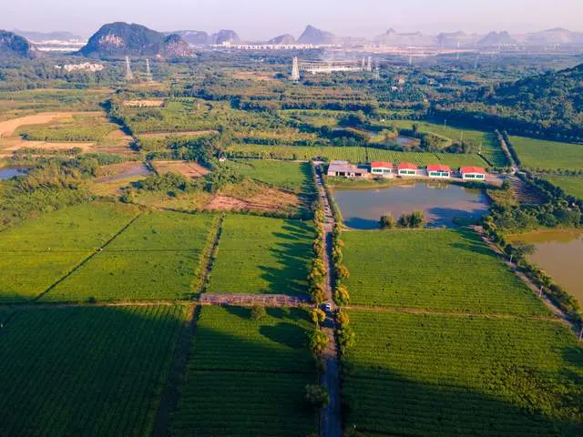 广州周边的小众旅行地，于茶园间撒欢，更可体验制茶的快乐