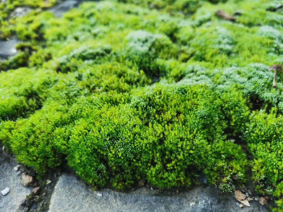 7个植物冷知识，知道的人太少，每一个都超有趣