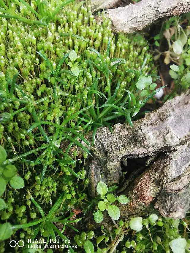 7个植物冷知识，知道的人太少，每一个都超有趣