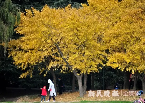 五彩斑斓醉美深秋