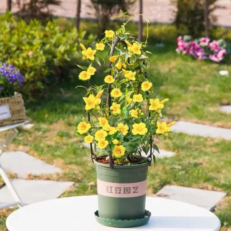 这花漂亮又迷人，一年能开200天，家里养几盆，浓香四溢，比香水还好闻！