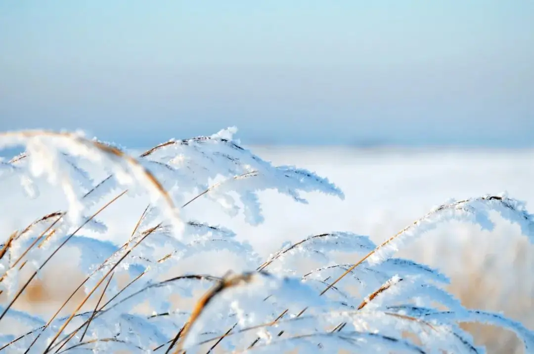 夜话丨大雪：人生四季皆风景，雪落时节又逢君