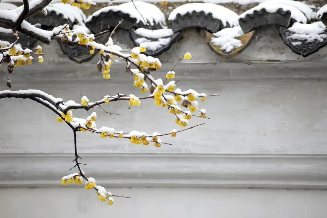 夜话丨大雪：人生四季皆风景，雪落时节又逢君