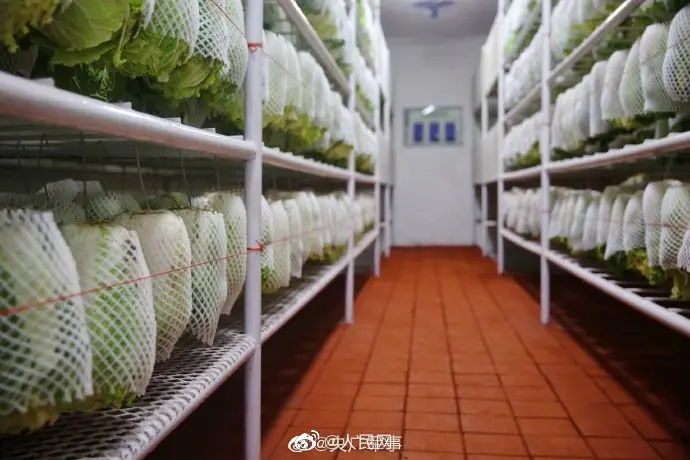 画面引起舒适！兵哥哥连菜窖都整整齐齐