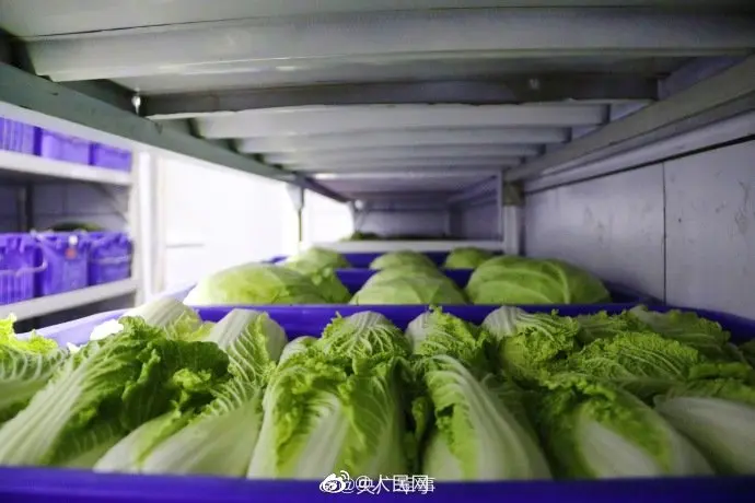 画面引起舒适！兵哥哥连菜窖都整整齐齐