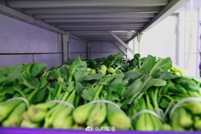 画面引起舒适！兵哥哥连菜窖都整整齐齐