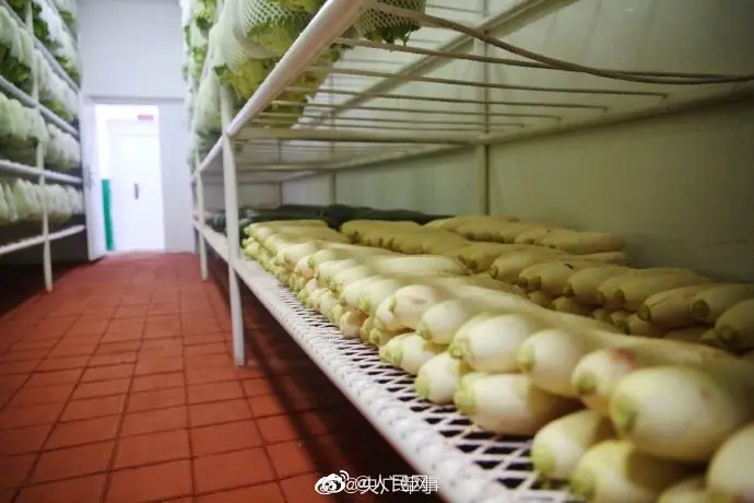 画面引起舒适！兵哥哥连菜窖都整整齐齐