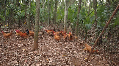 尝了这口盐焗鸡，我怕你会忍不住吮手指！