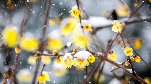 一下雪，中国就穿越了千年！