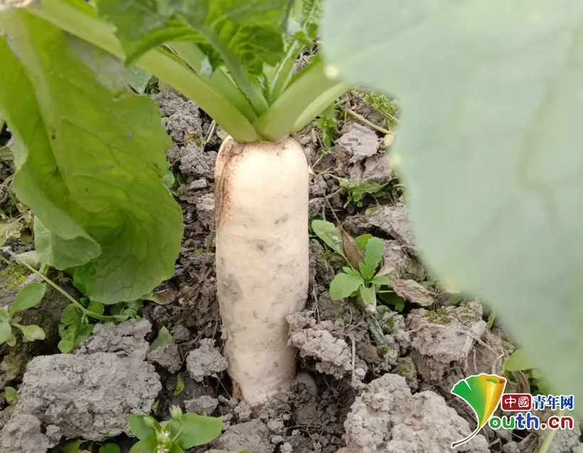 香脆下饭！大学生上课种萝卜 收获后腌成咸菜