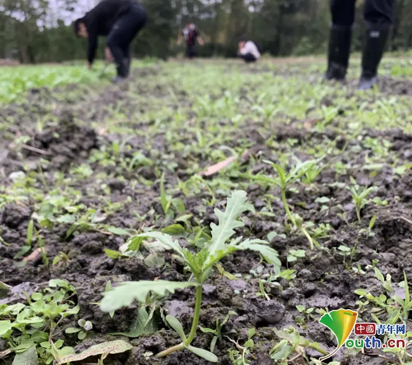 香脆下饭！大学生上课种萝卜 收获后腌成咸菜