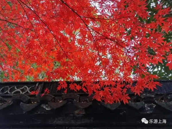 红叶黄花秋意晚！沪上这些公园可赏今年最后一波“枫”景