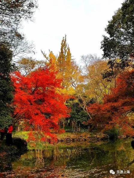 红叶黄花秋意晚！沪上这些公园可赏今年最后一波“枫”景