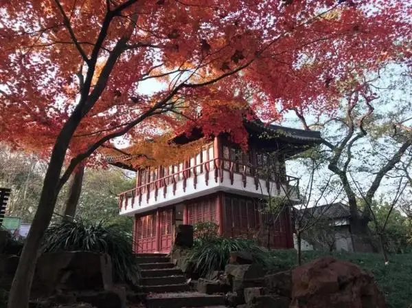 红叶黄花秋意晚！沪上这些公园可赏今年最后一波“枫”景