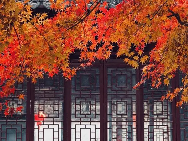 红叶黄花秋意晚！沪上这些公园可赏今年最后一波“枫”景