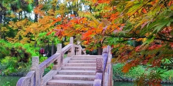 红叶黄花秋意晚！沪上这些公园可赏今年最后一波“枫”景