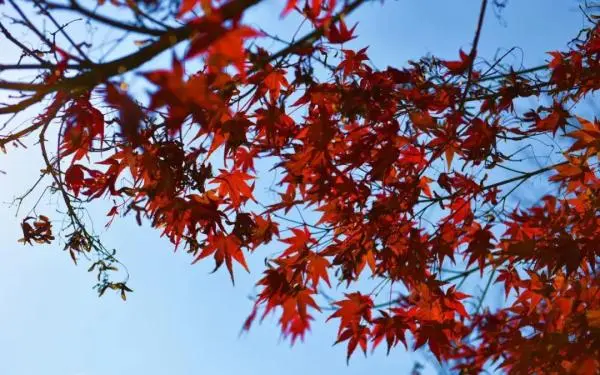 红叶黄花秋意晚！沪上这些公园可赏今年最后一波“枫”景