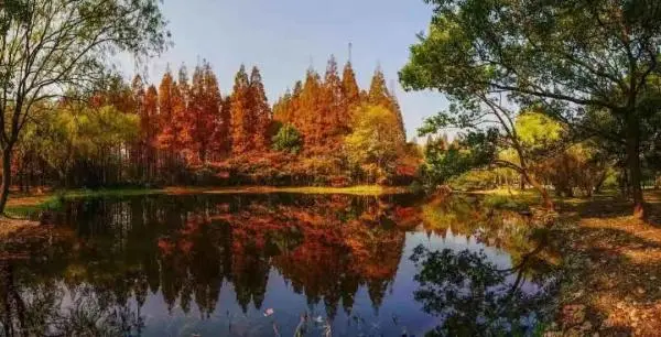 红叶黄花秋意晚！沪上这些公园可赏今年最后一波“枫”景