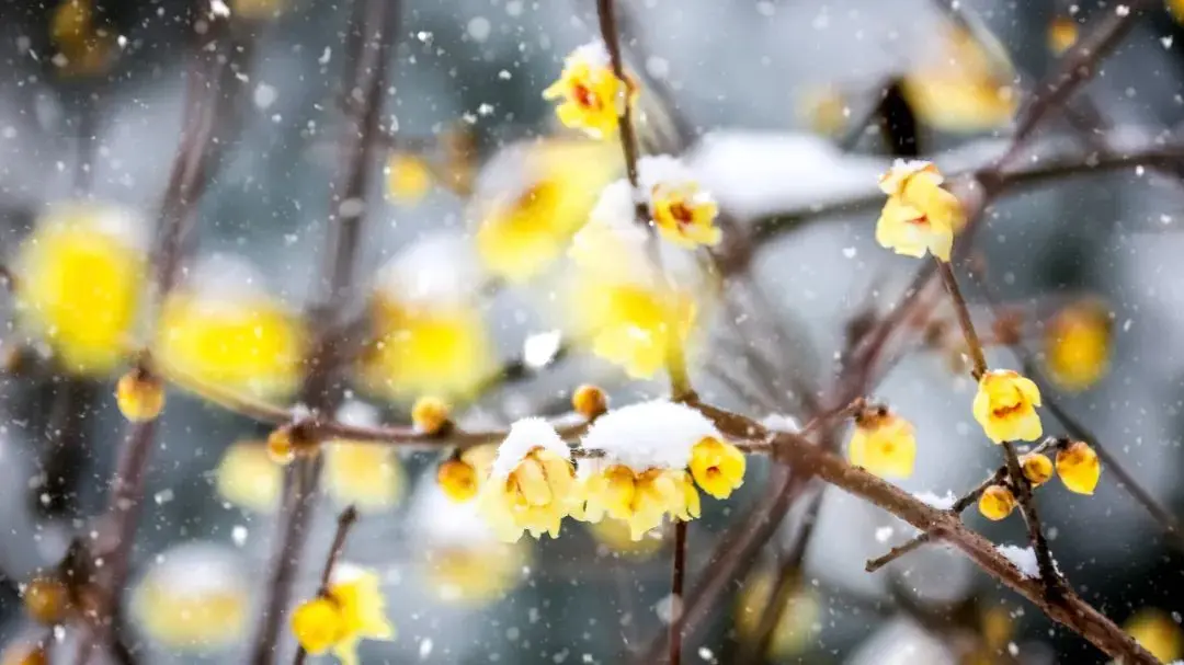 一下雪，张家界就美成了阿凡达