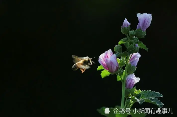 12月开始，好运接踵而至，财运一飞冲天，福气满满的生肖