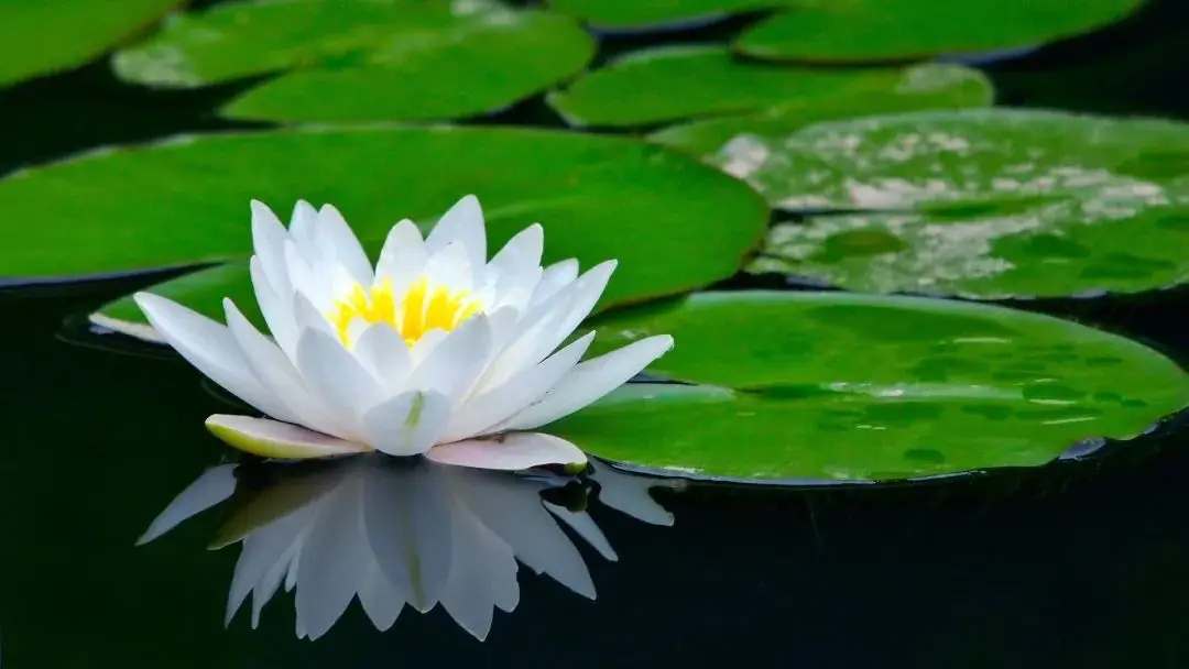 丁为祥｜张载“天人合一”思想的特殊进路及意义（中）