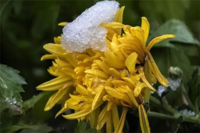 雪菊三首，冬日菊花，生意在根本，大雪冻不死