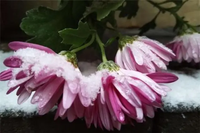 雪菊三首，冬日菊花，生意在根本，大雪冻不死