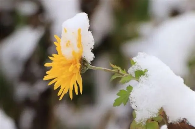 雪菊三首，冬日菊花，生意在根本，大雪冻不死