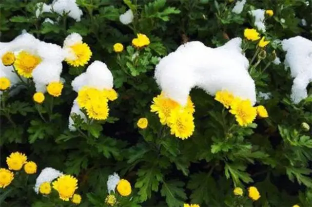 雪菊三首，冬日菊花，生意在根本，大雪冻不死